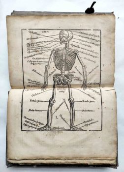 Lorenz Fries Spiegel der Arznei Medizin Anatomie Heilkunde Mittelalter Holzschnitt Skelett